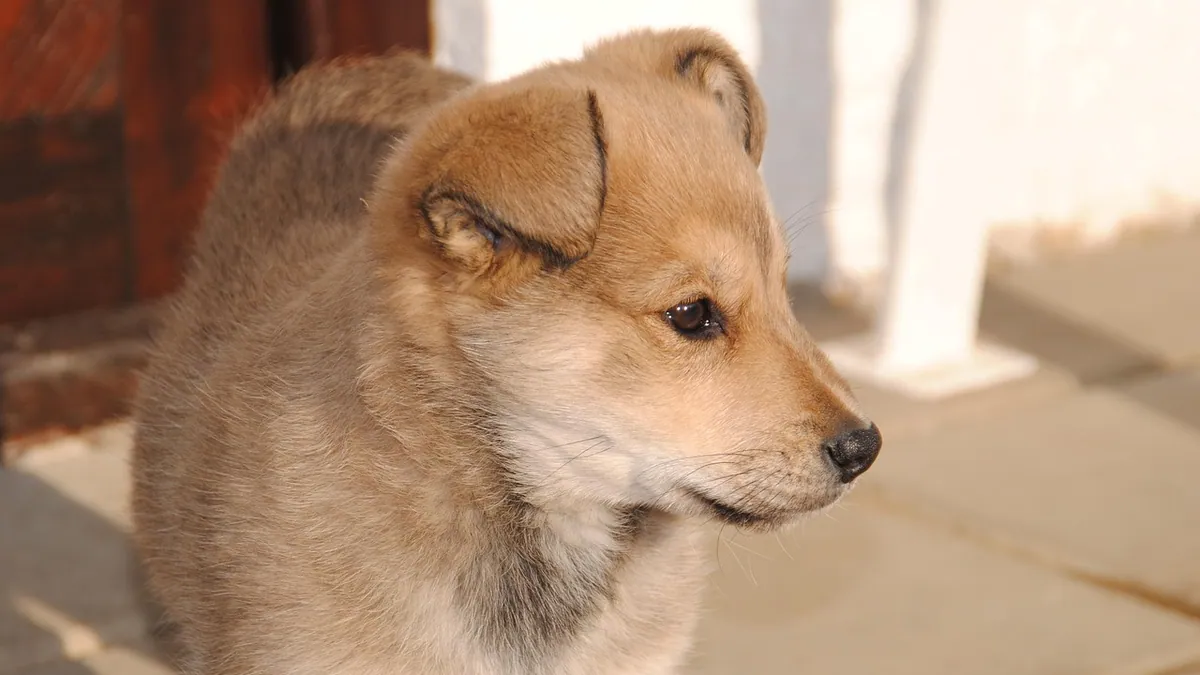 Why Is My Puppy Peeing Every 5 Minutes? Causes to Check