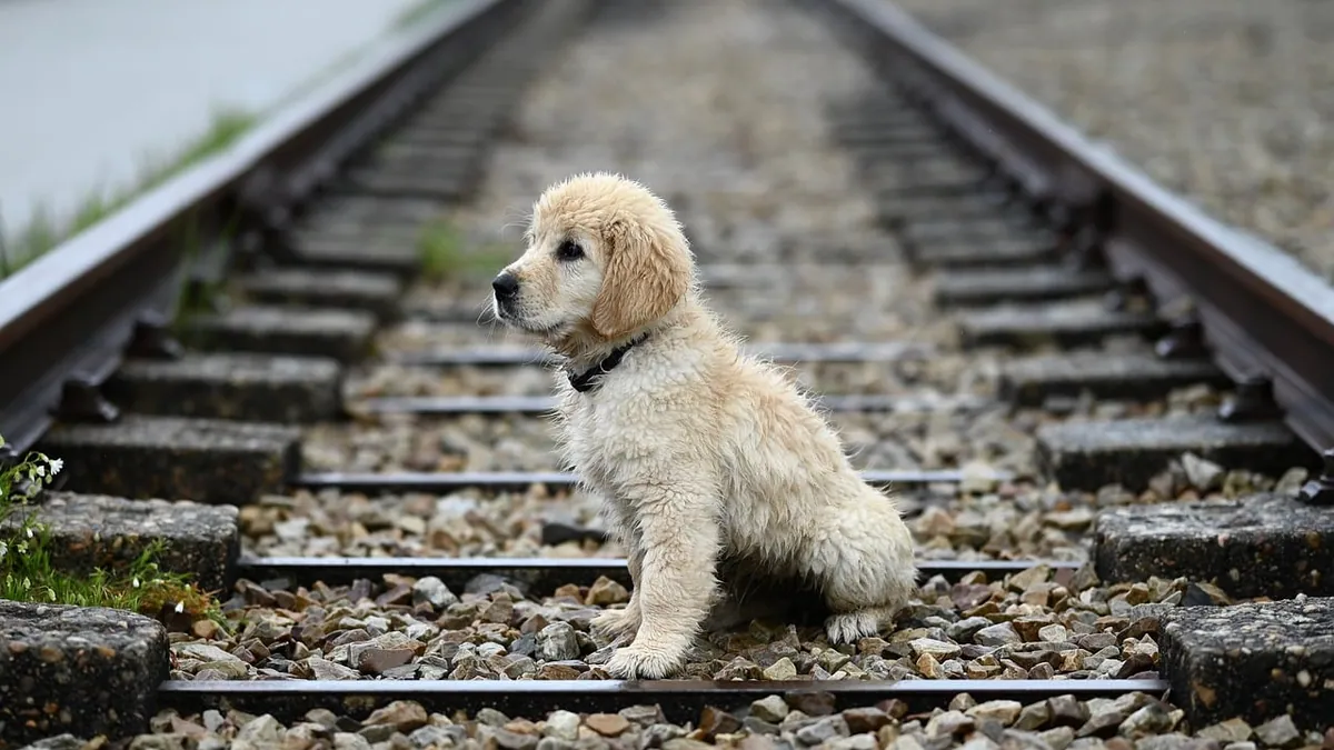 Puppy Peeing Every 10 Minutes? Causes and Solutions