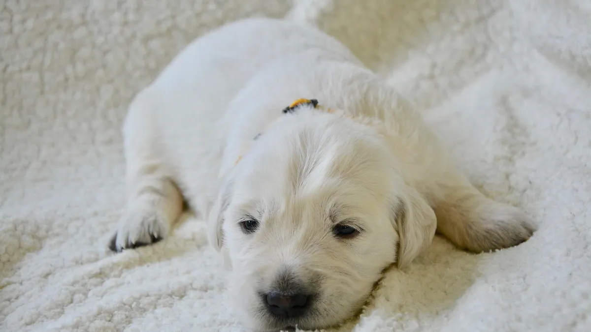 Why Is My Puppy Quiet and Not Himself? Causes to Consider