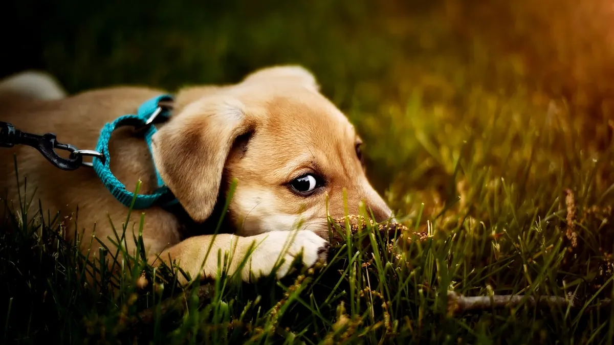 Puppy Refuses to Potty Outside? How to Fix It