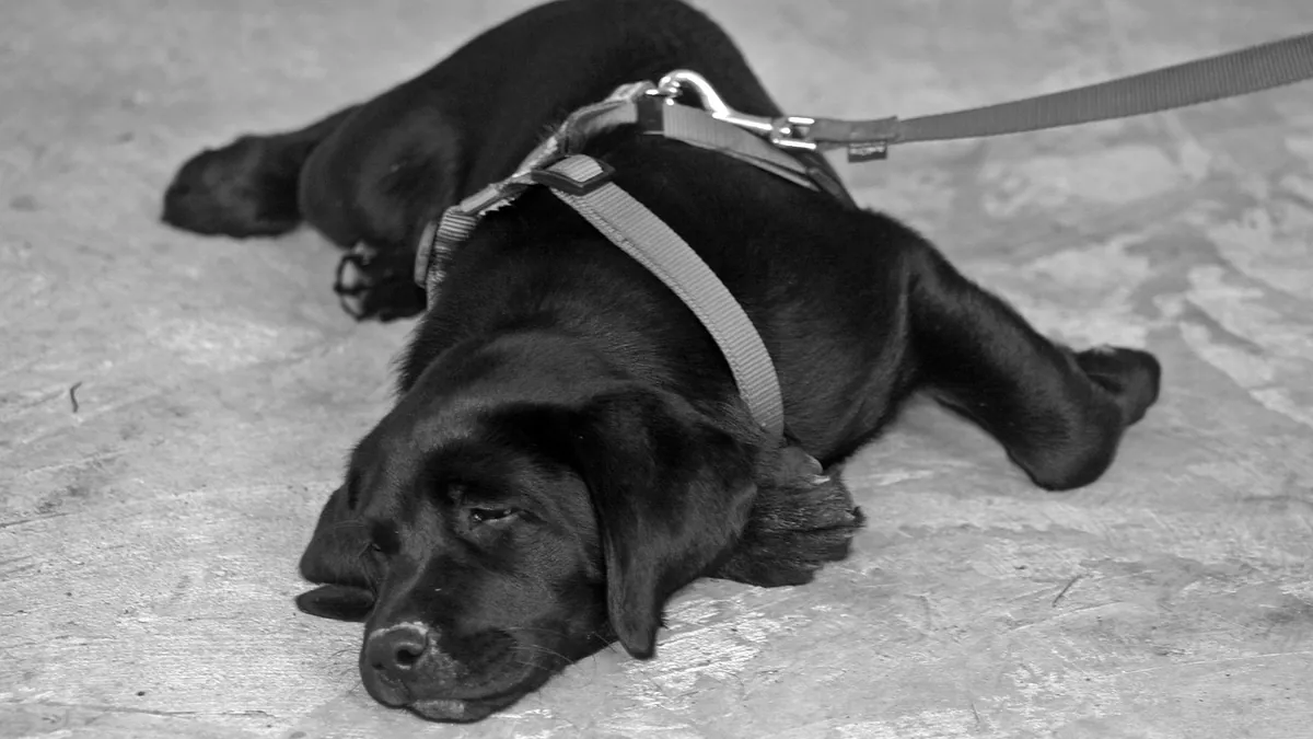 Puppy Refuses to Walk on Leash? Training Tips That Work