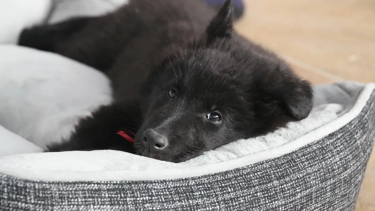 Why Is My Puppy Restless at Night? Causes and Calming Tips