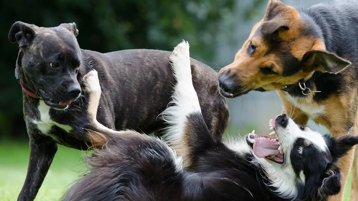 Is Rough Play Normal in Puppies? How to Tell It's Healthy