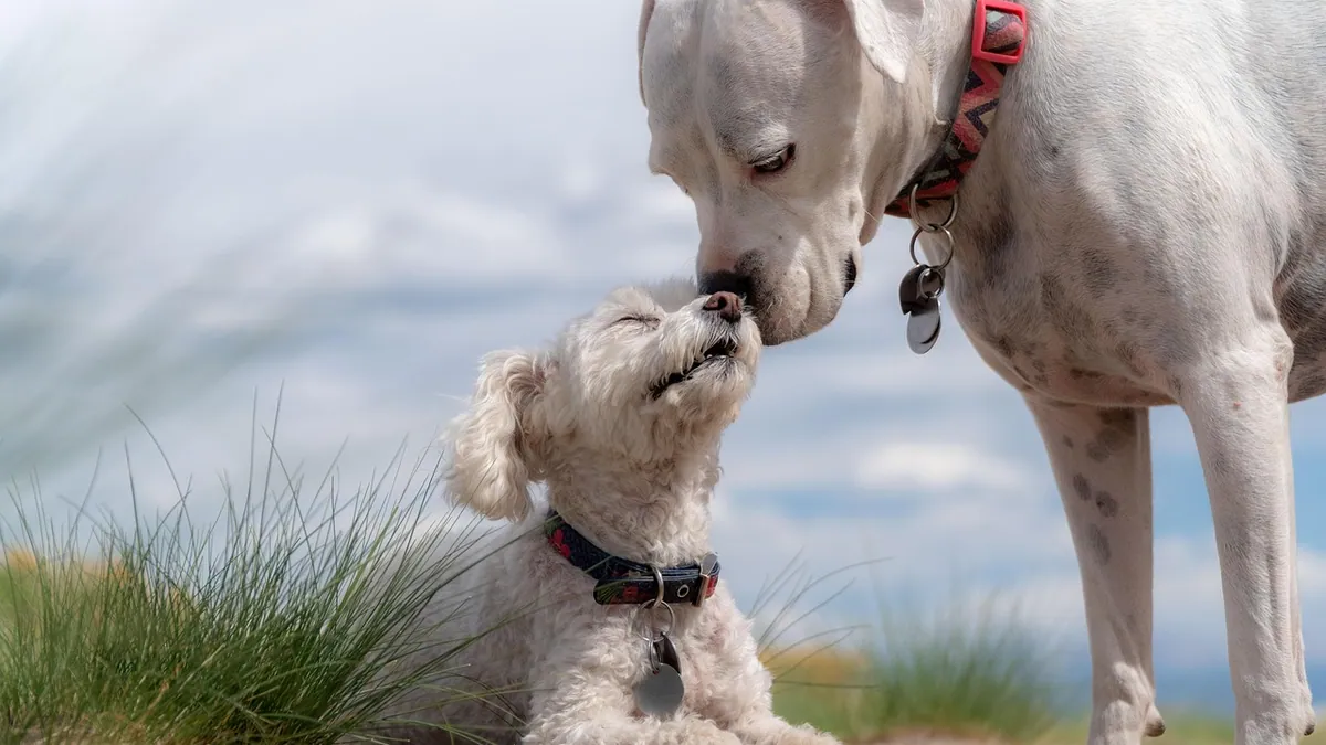 Puppy Runny Poop: Causes and When to Call the Vet