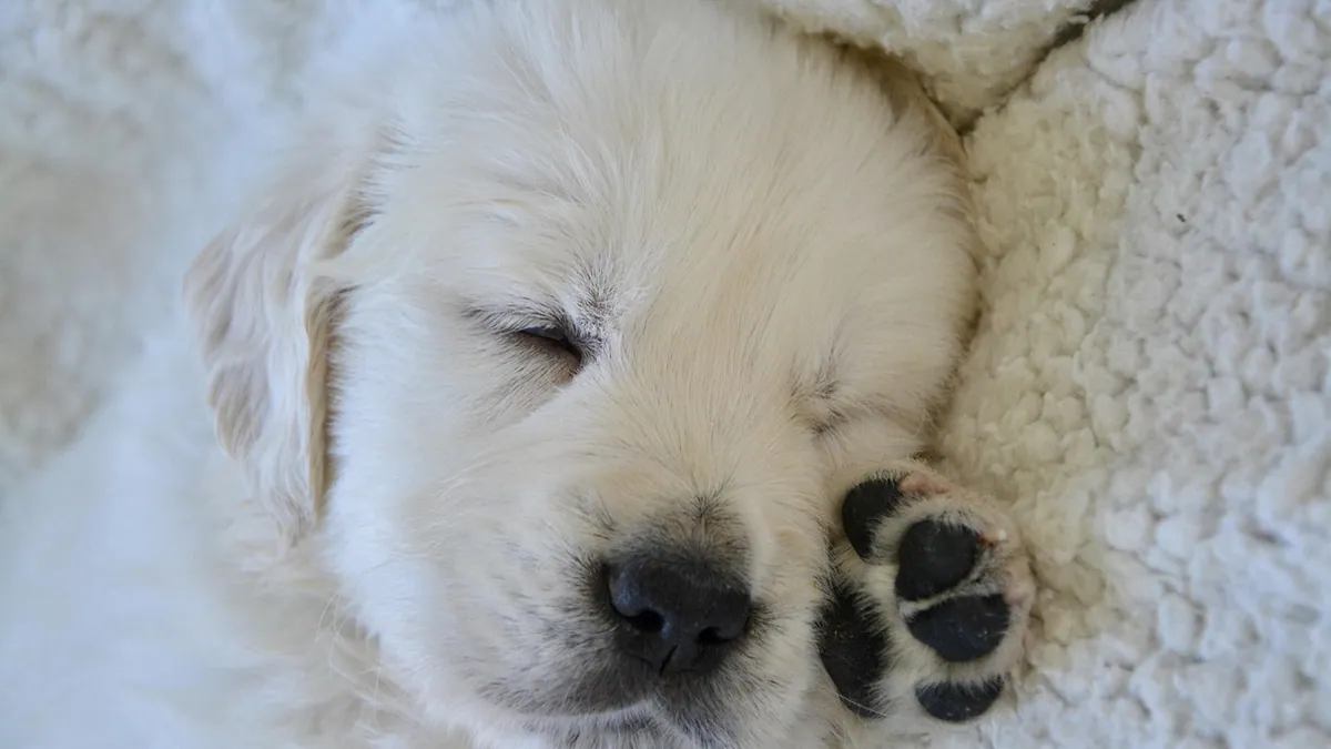 Why Do Puppies Shake in Their Sleep? Normal vs. Concerning
