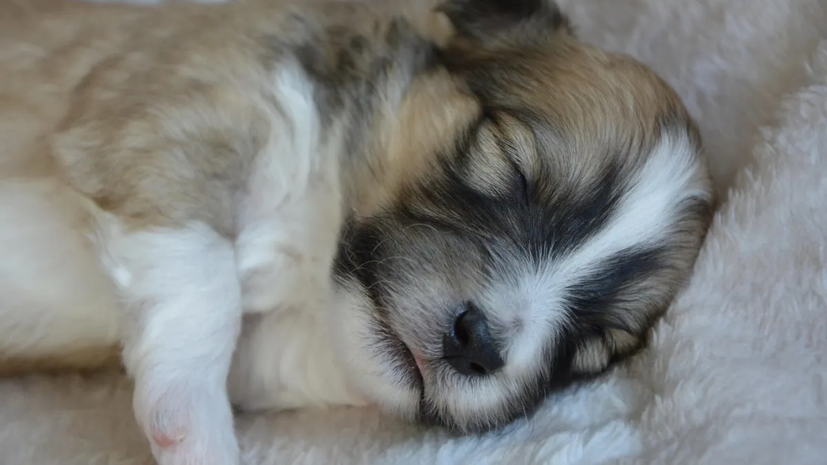 Why Does My Puppy Make Noises While Sleeping?