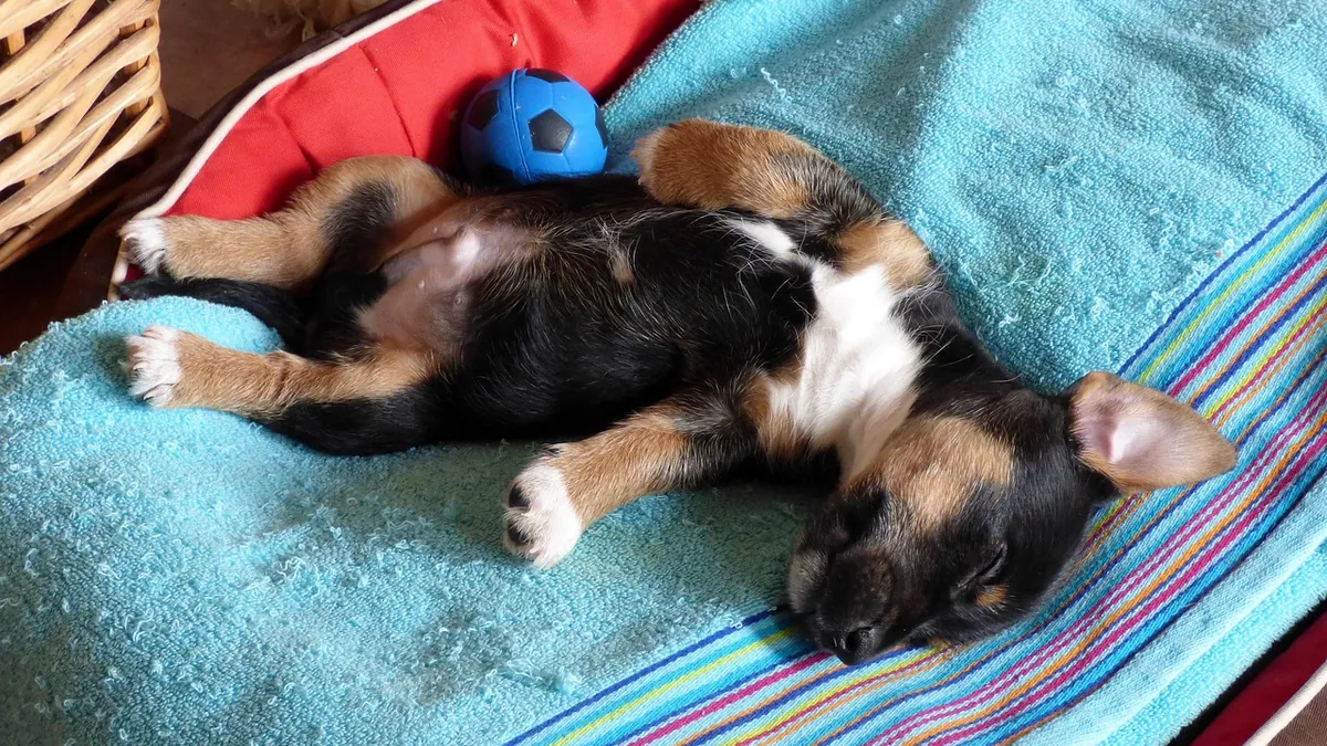 Why Does My Puppy Sleep on His Back? What It Means