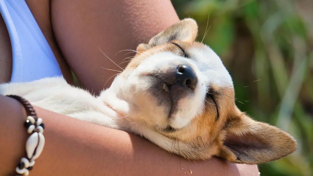 Why Does My Puppy Want to Sleep on Me? Meaning and Tips