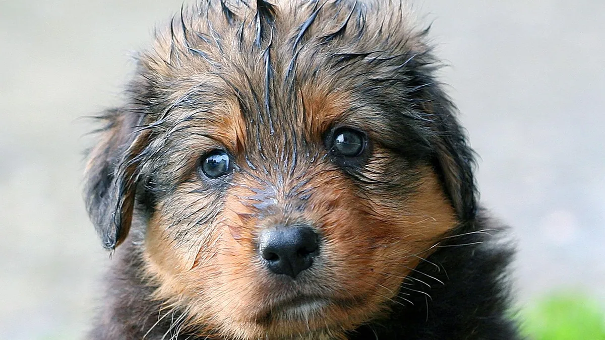 Why Does My Puppy Smell Bad Even After a Bath?