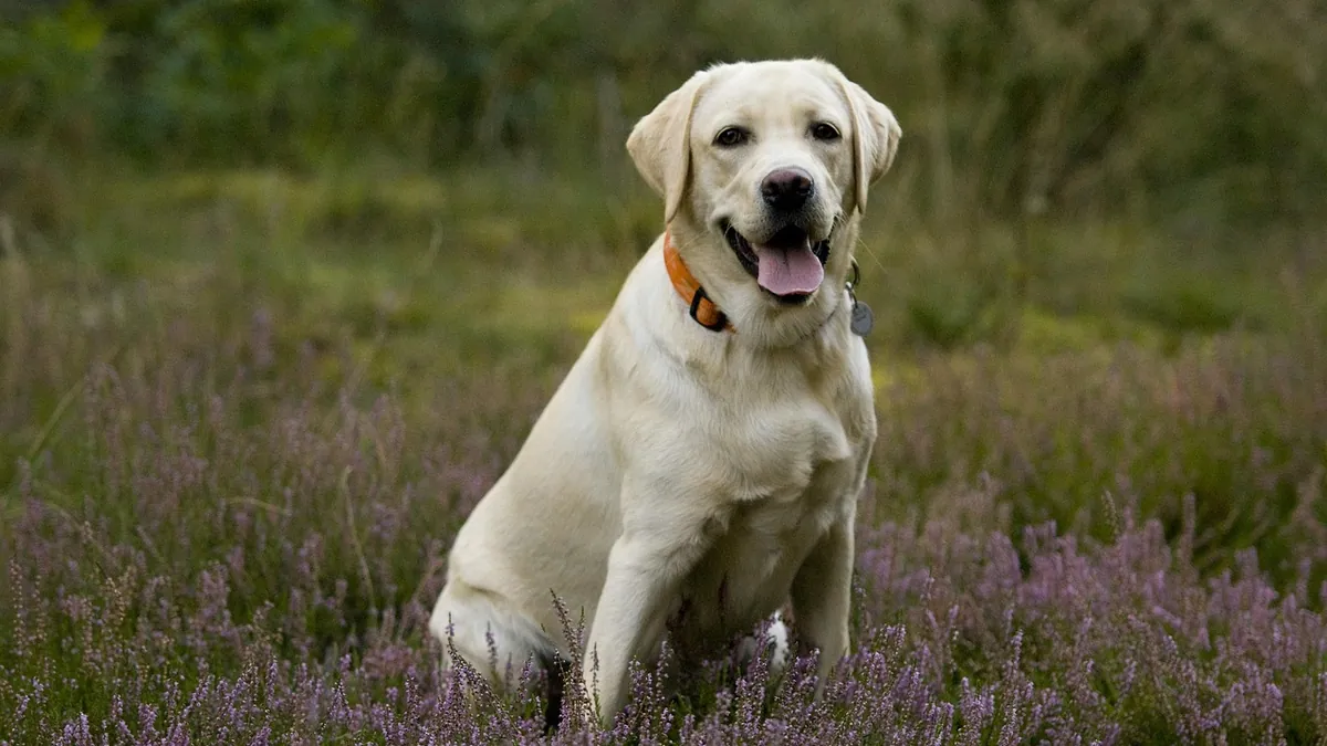 Puppy Stopped Eating Kibble? Why and What to Do