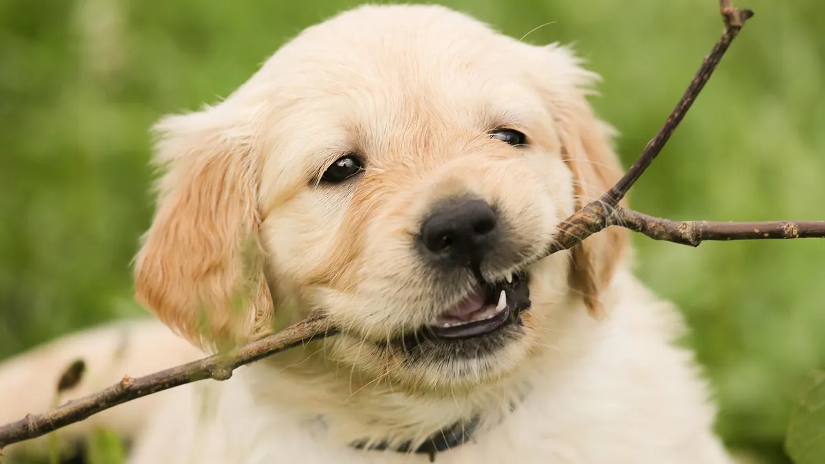 Puppy Teething and Diarrhea: Is It Connected?