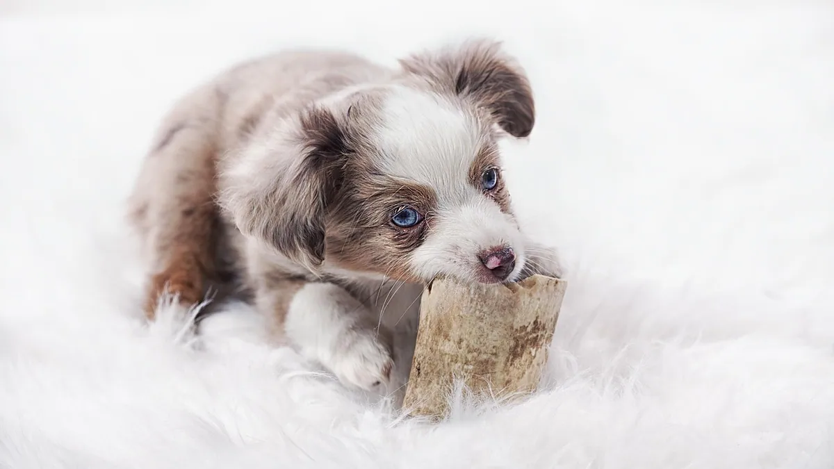 Puppy Teething Stages: What to Expect Each Month