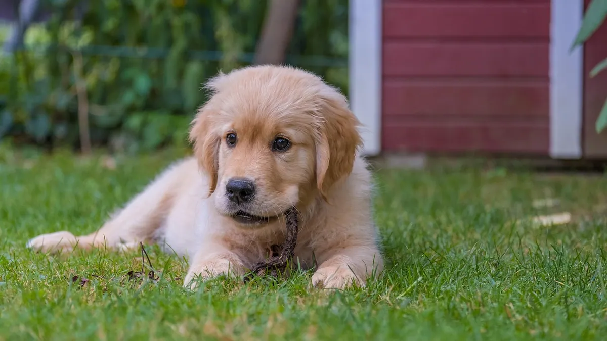Why Is My Puppy Throwing Up After Eating? Causes and Next Steps