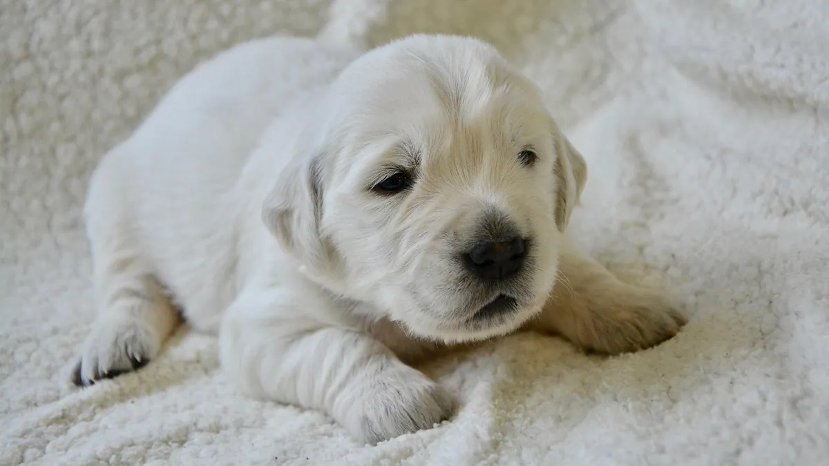 Puppy Umbilical Cord: Care and When It Falls Off