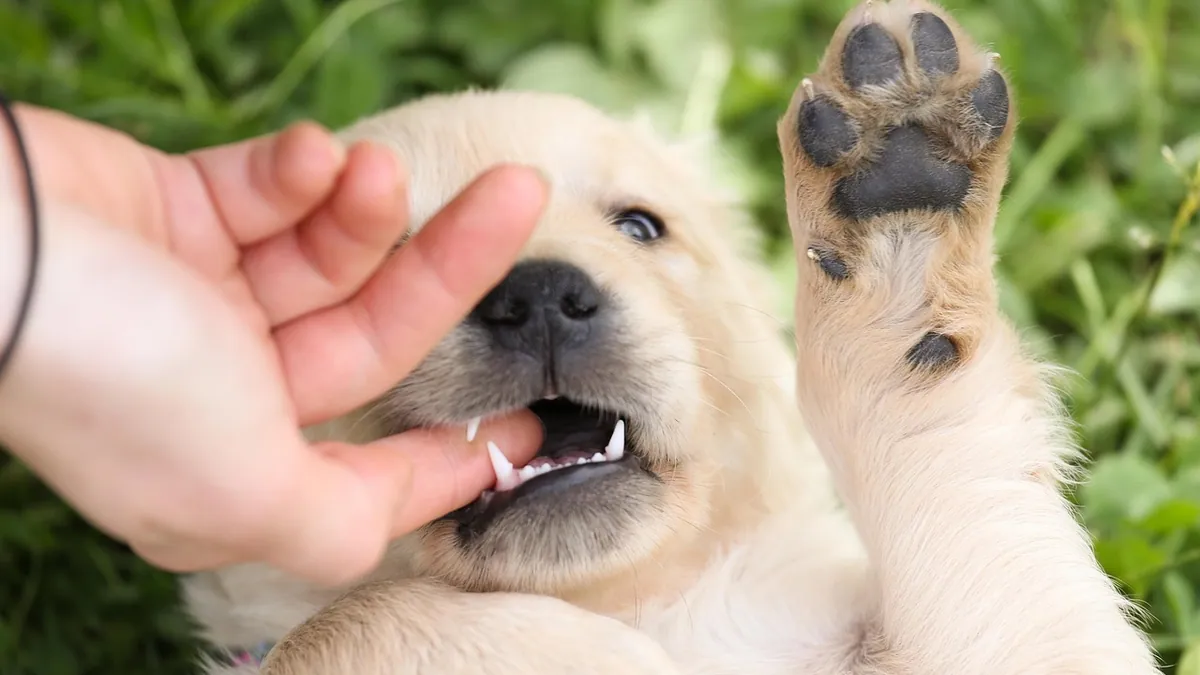 Is My Puppy Underweight or Overweight? How to Tell