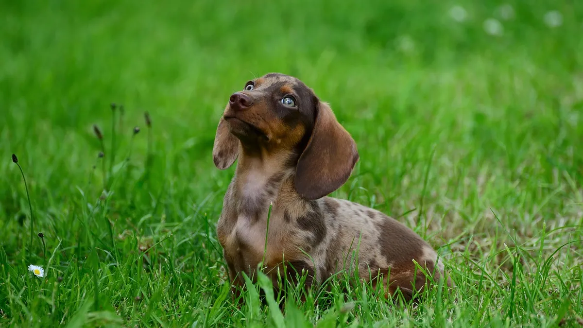 Why Is My Puppy Up All Night? Causes and Fixes