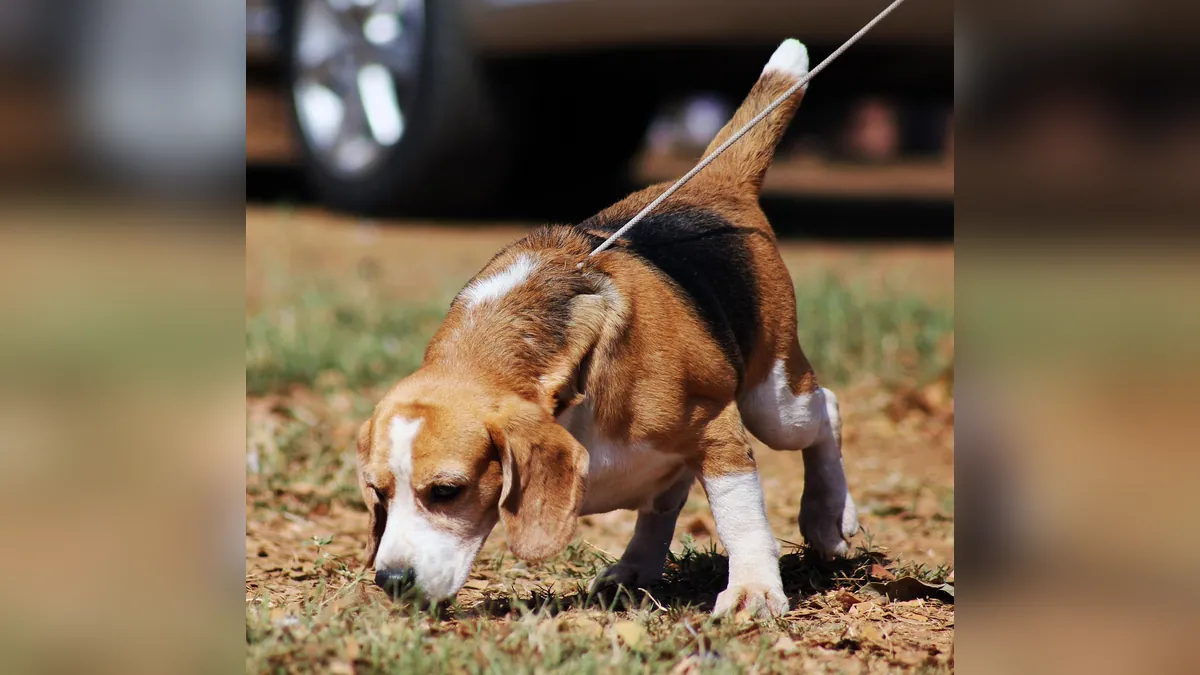 Why Does My Puppy's Urine Smell So Strong?