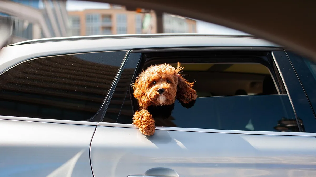 Why Does My Puppy Vomit in the Car? Motion Sickness Help