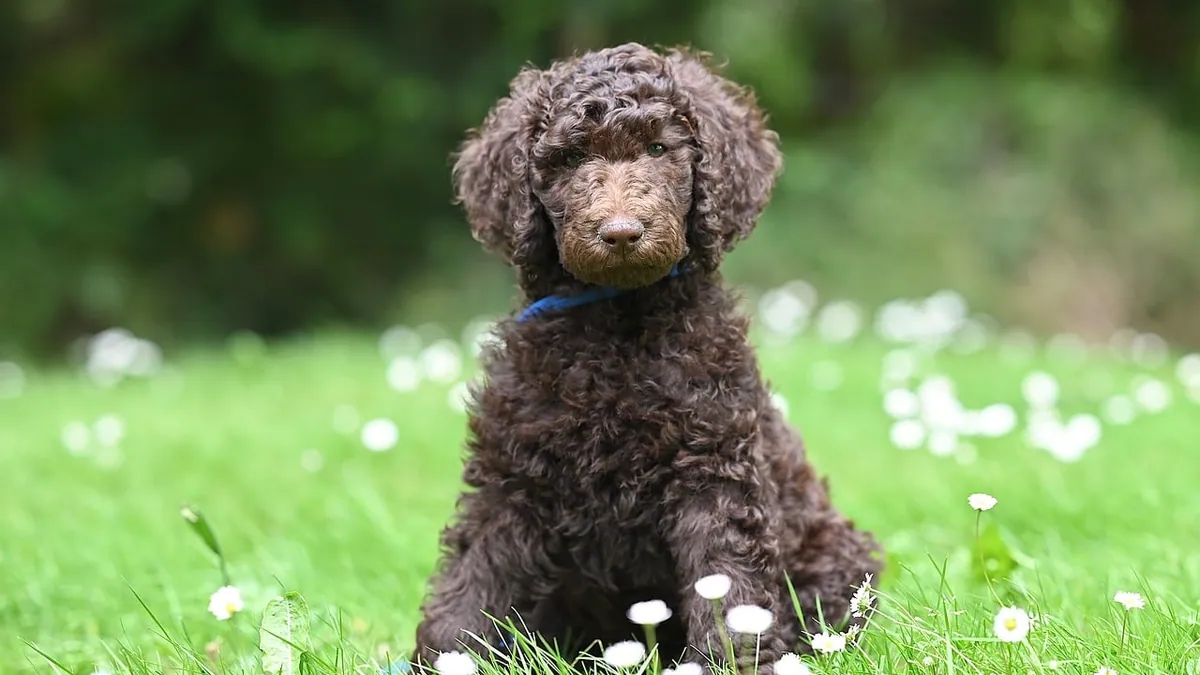 Watery Poop in Puppies: Causes and When to Call the Vet