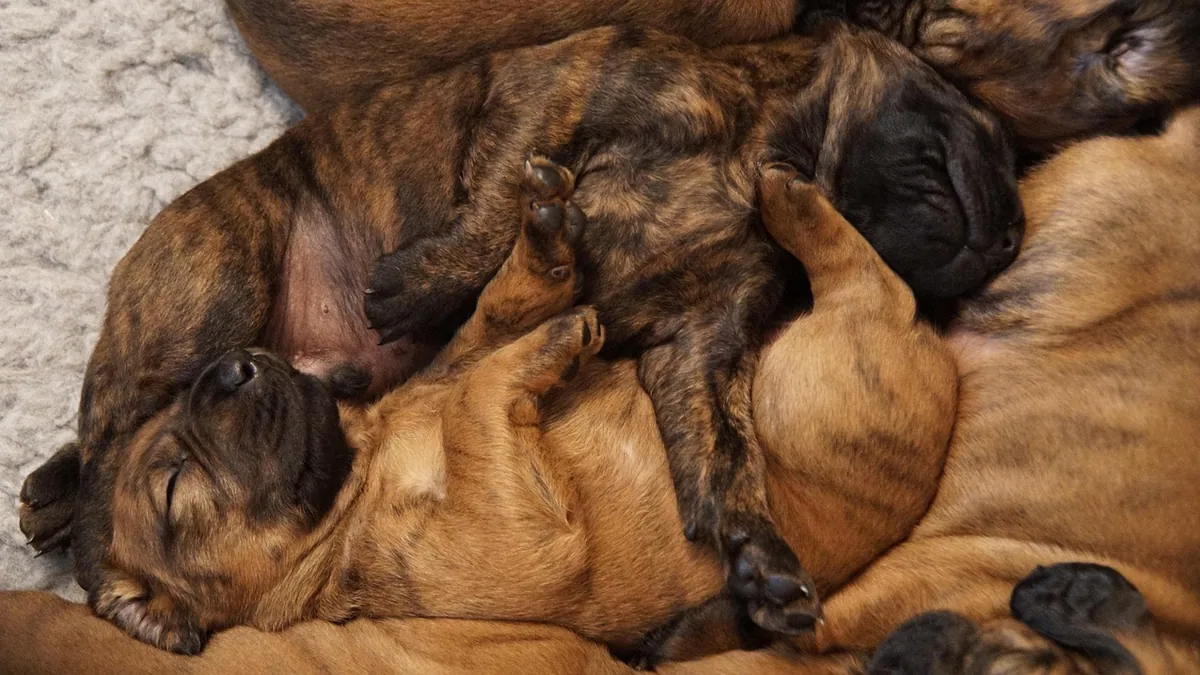 When Do Puppies Stop Nursing? Weaning Age Guide