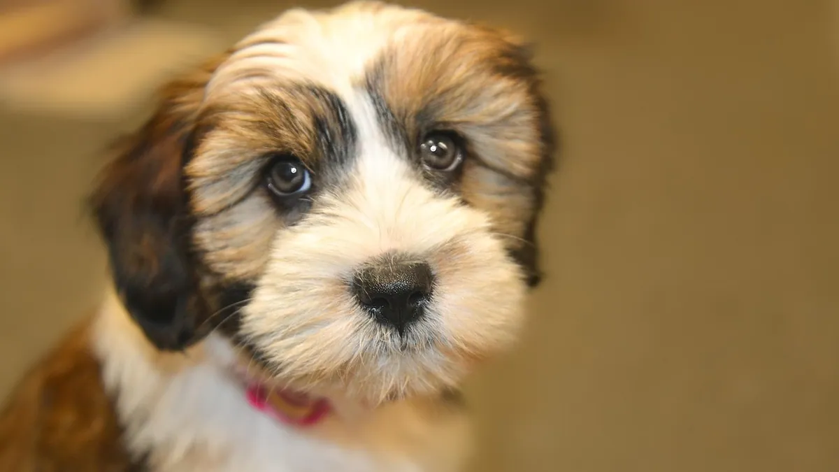 Puppy Weight Calculator: How Big Will My Puppy Get?