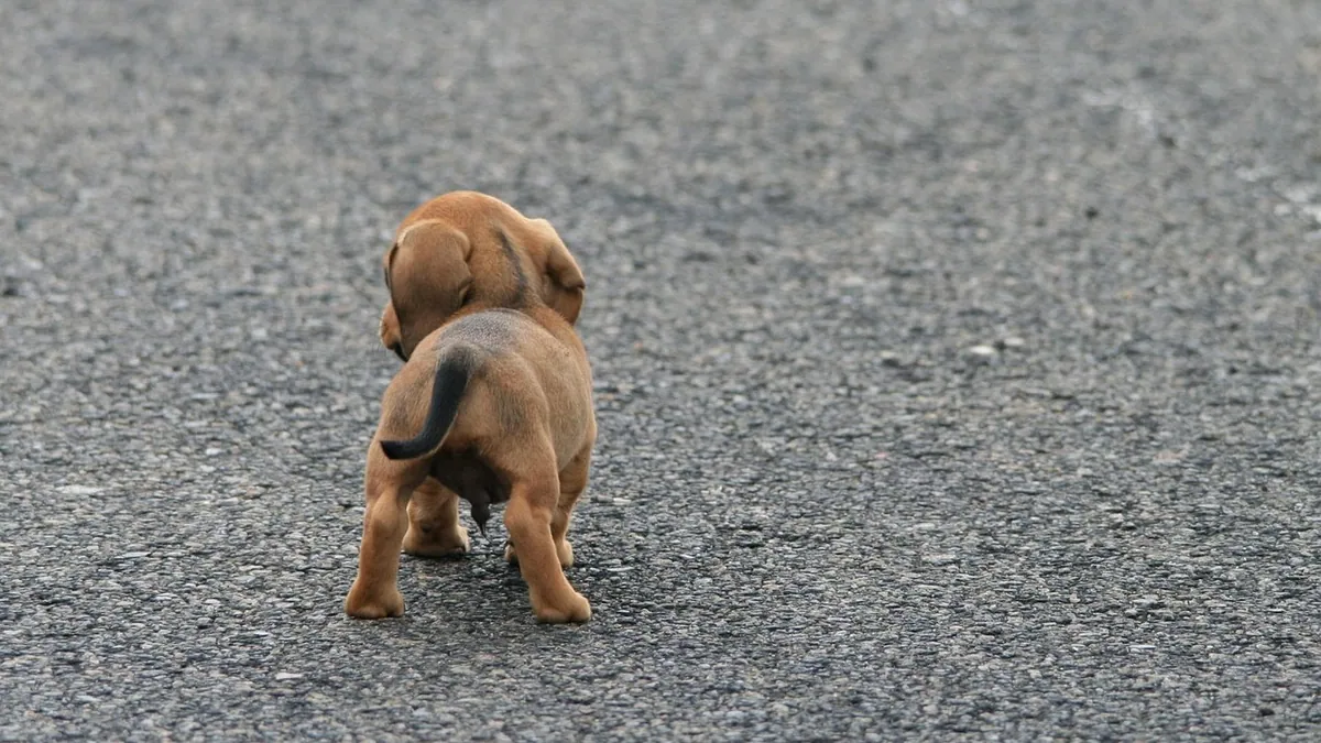 Why Is My Puppy Wobbly All of a Sudden? Causes to Know