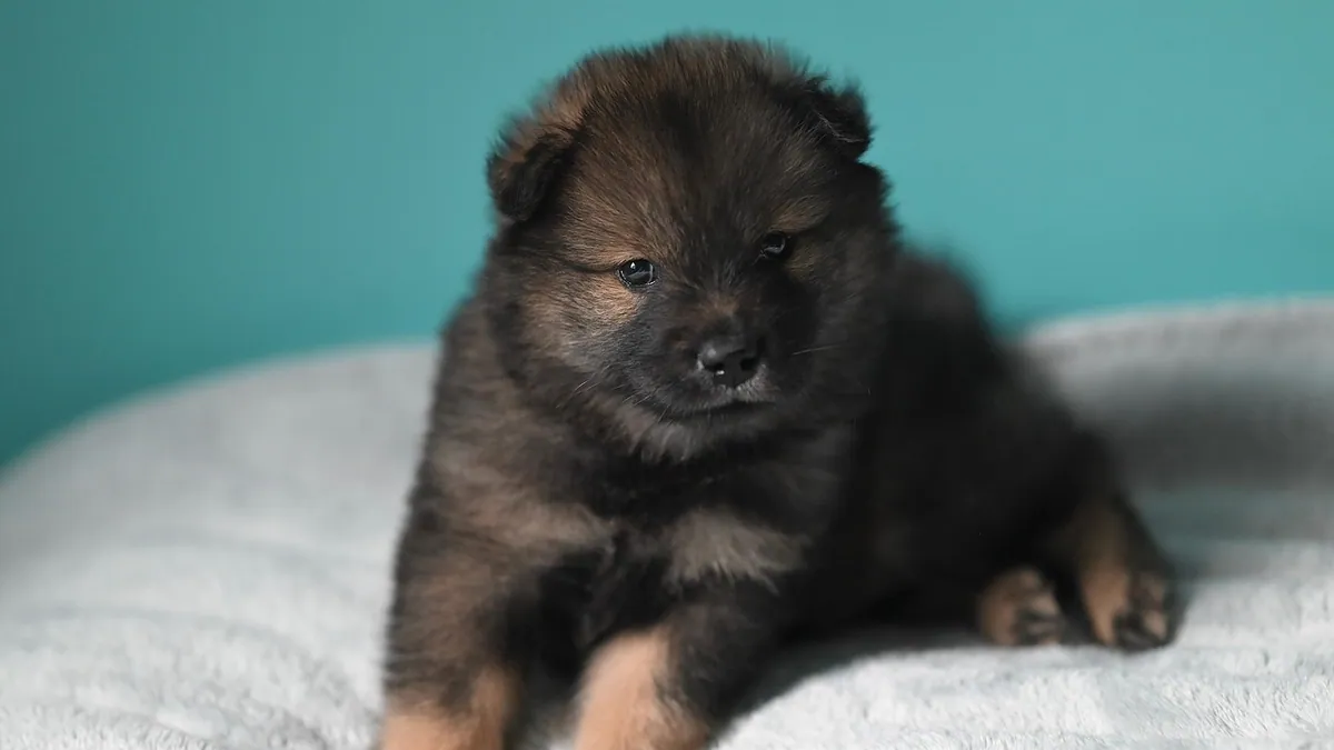 Why Does My Puppy Yelp When I Pick Him Up?