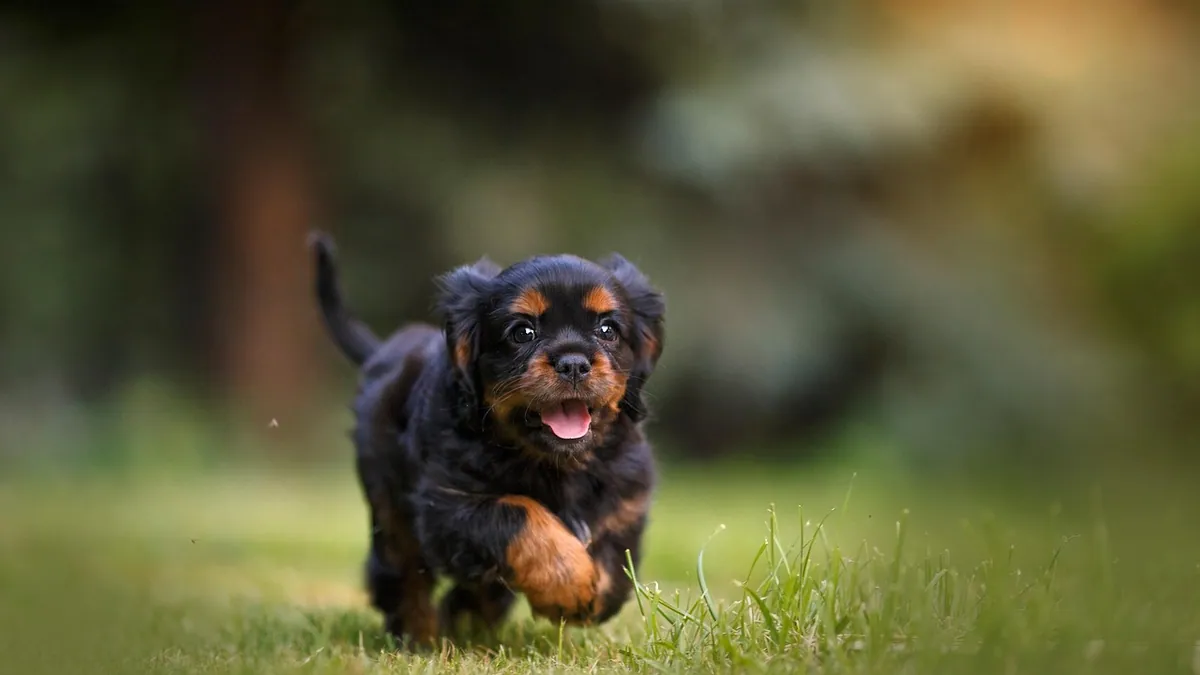 Puppy Zoomies at Night: Why They Happen and How to Calm Them