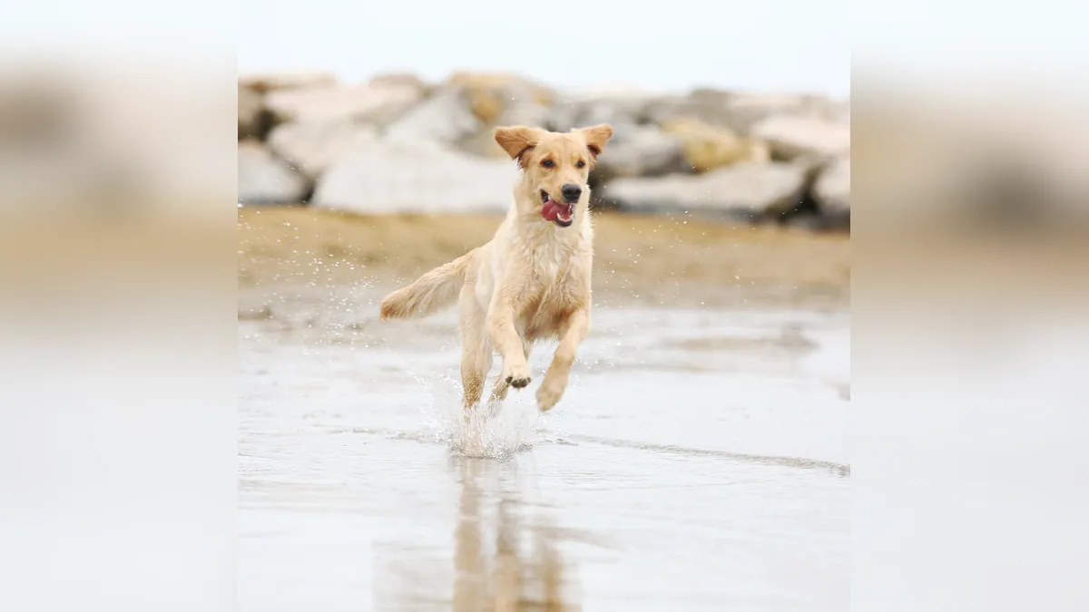 Puppy Zoomies Biting and Growling: What It Means