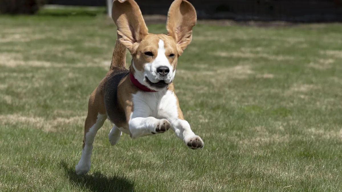 Why Do Puppies Get the Zoomies? Normal or a Problem?