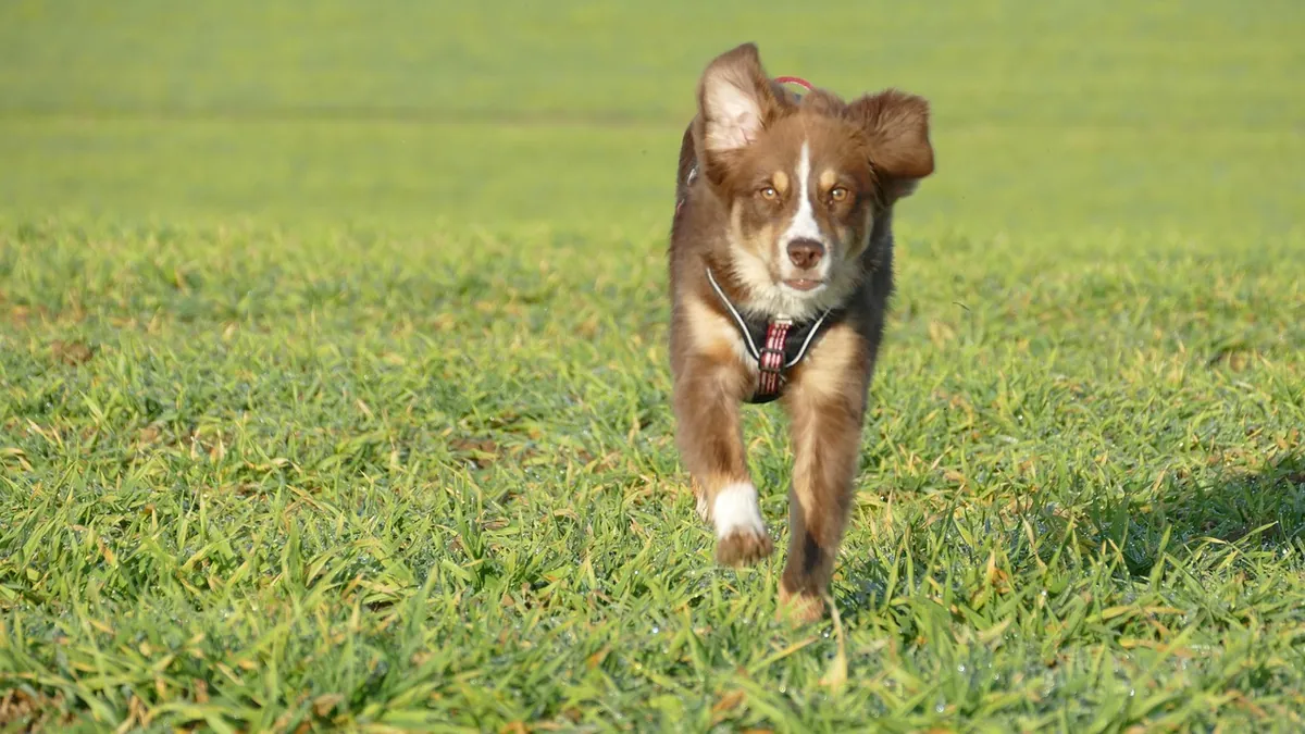 Puppy Zoomies: What They Mean and How to Manage Them