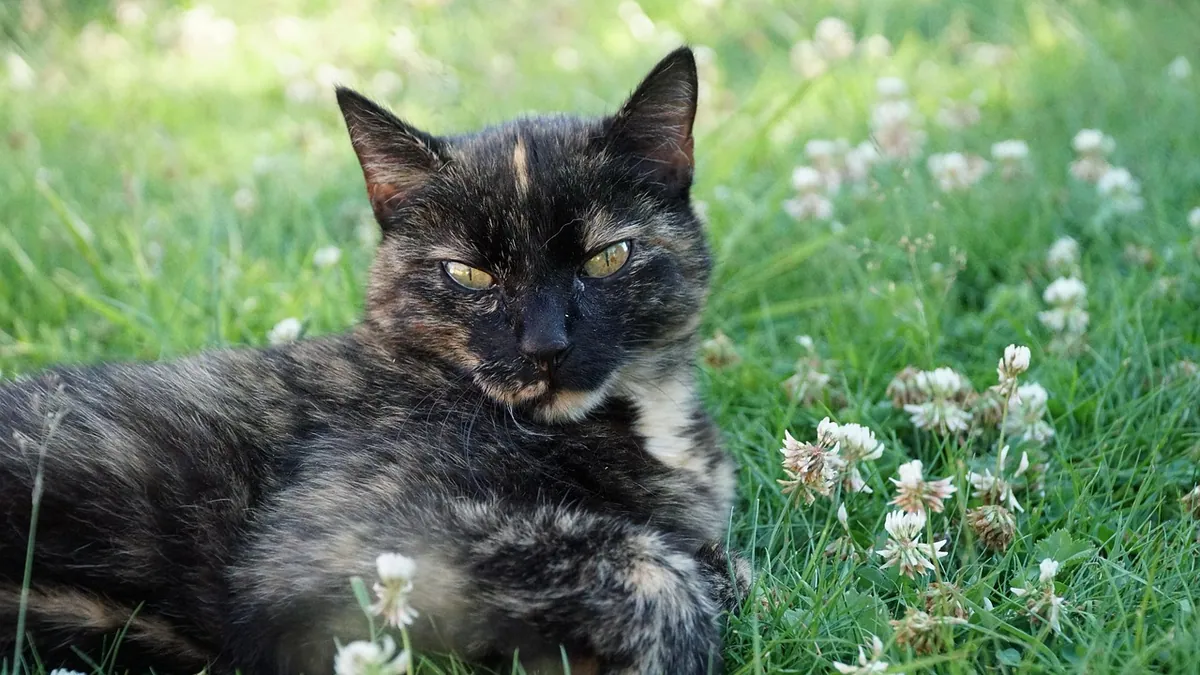 Is Purple Prairie Clover Toxic to Cats? Clover Safety
