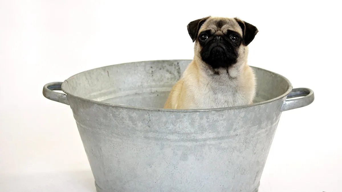 Best Shampoos for Dog Pyoderma and How to Use Them