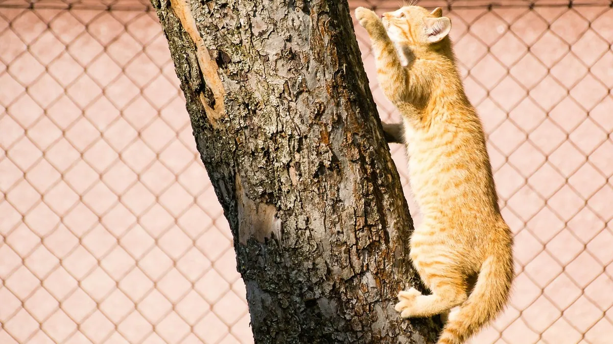 Pyoderma Gangrenosum in Cats: Rare Skin Disease Explained