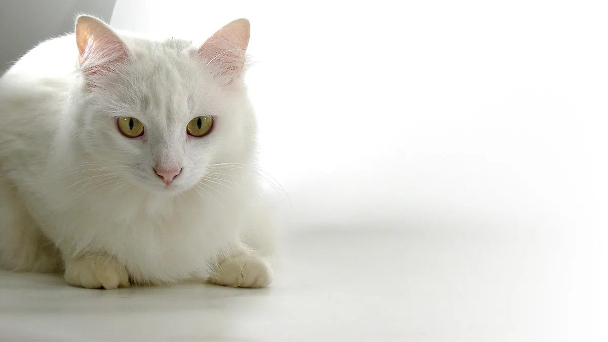Pyoderma in Cats: Causes, Symptoms, and Treatment