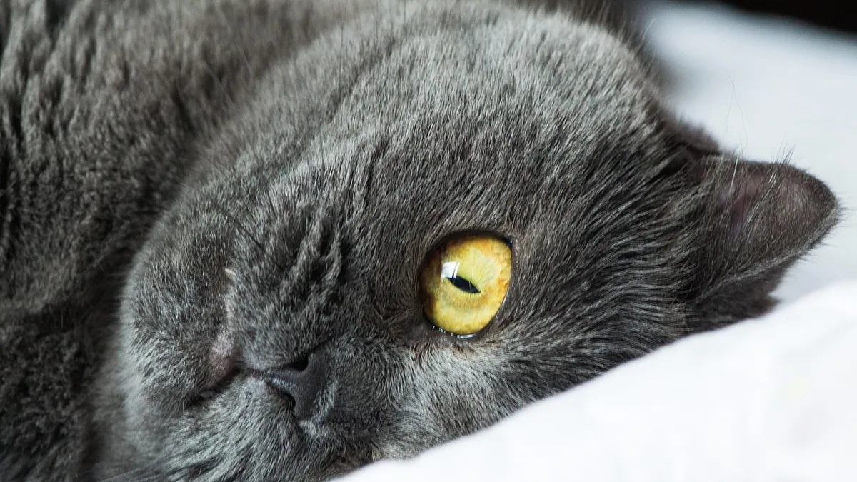 Pyrantel for Cats: Side Effects and What to Watch For