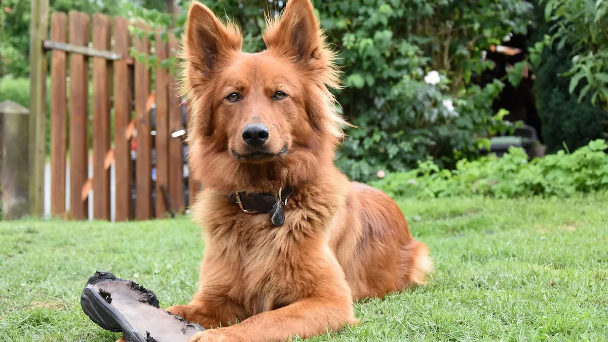 Does Pyrantel Prevent Heartworm in Dogs? What to Know