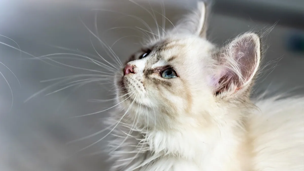 Pyrantel for Cats: Dosage and How Often to Give It