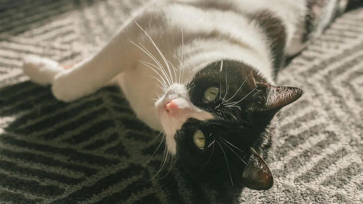 Is Pyrithione Zinc Toxic to Cats? Shampoo and Product Risk