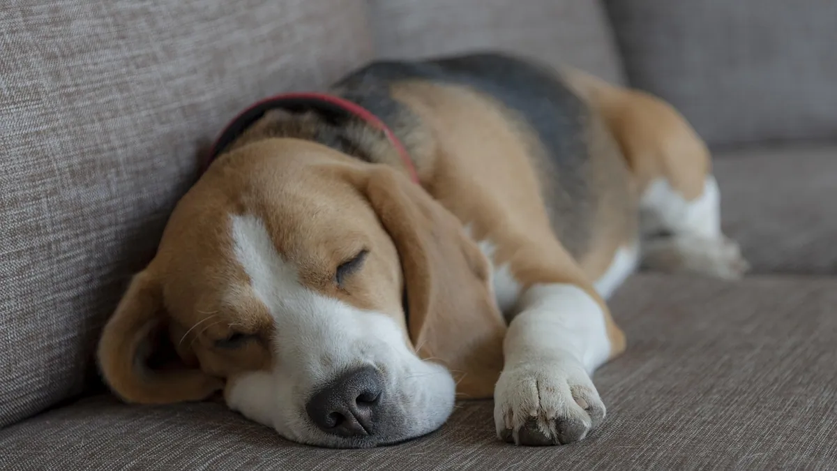 Using a Quality of Life Scale to Decide About Euthanasia