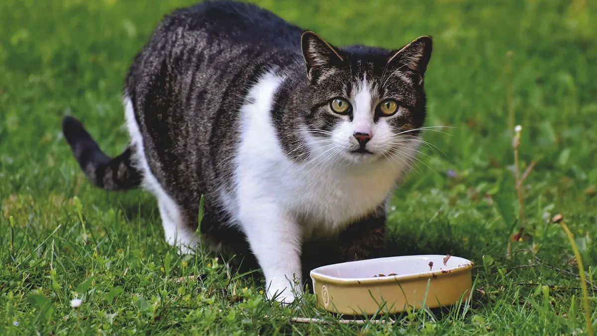 Queen Cat Diarrhea: Causes and When to Worry