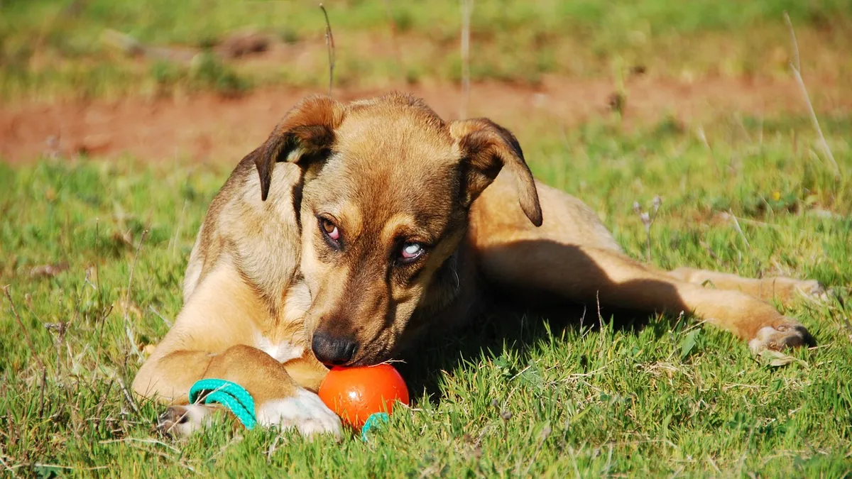 Quercetin for Dogs: Allergy Uses, Dosage, and Safety