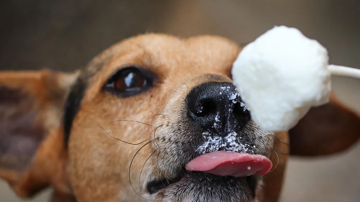 Is Quick Heal Safe for Dogs to Lick or Swallow?