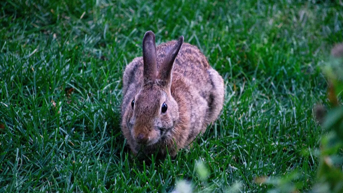 My Rabbit Bit or Peed on Me: What Does It Mean?