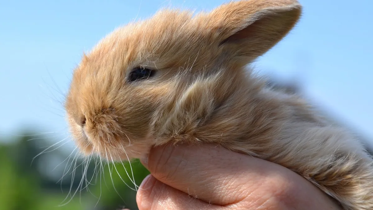 Why Does My Rabbit Keep Biting Me? Causes and Fixes