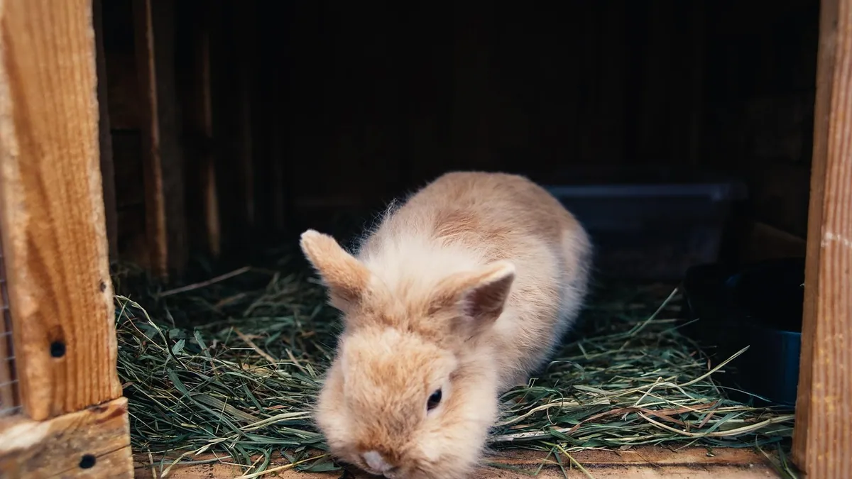 How to Care for Rabbits in Winter: Outdoor and Indoor Tips