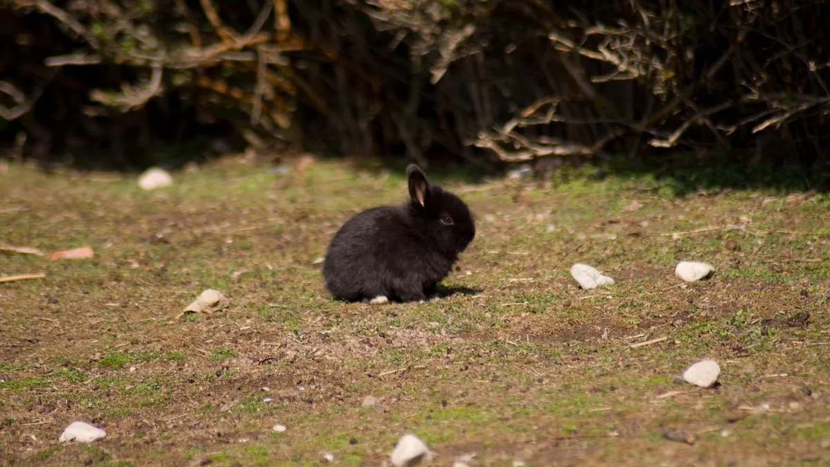 Why Does My Rabbit Have Diarrhea? Causes and Care