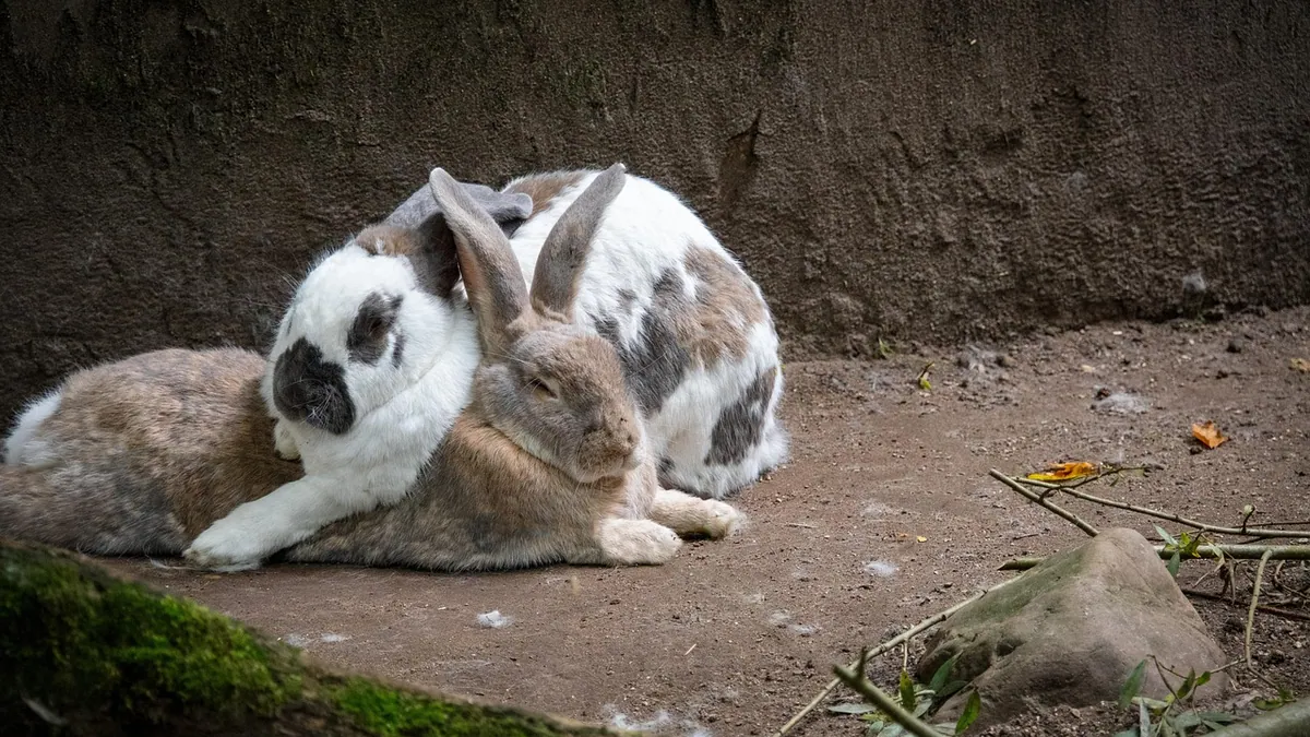 My Rabbit Died Suddenly: Possible Causes Explained