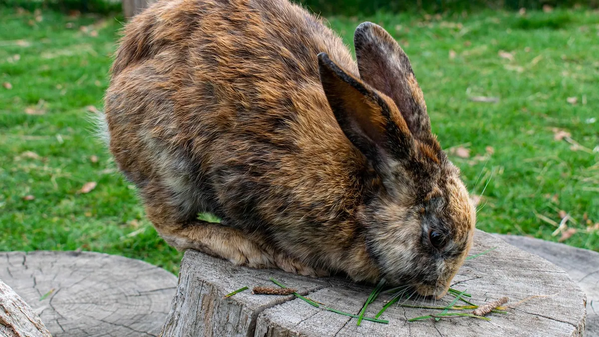 Why Does My Rabbit Dig and Pee on Me? Behavior Explained