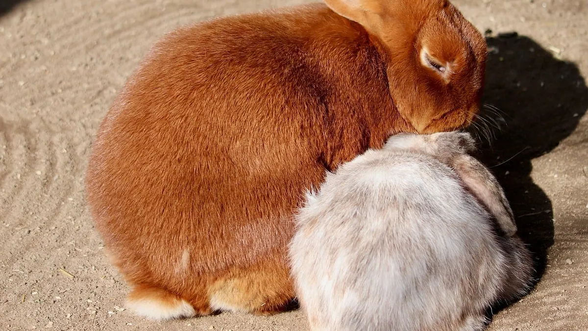 Why Is My Rabbit Eating Its Poop? Is It Normal?